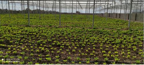حمایت 280میلیاردی بانک کشاورزی از راه اندازی واحد گلخانه ای پرورش سبزی و صیفی جات در استان قزوین